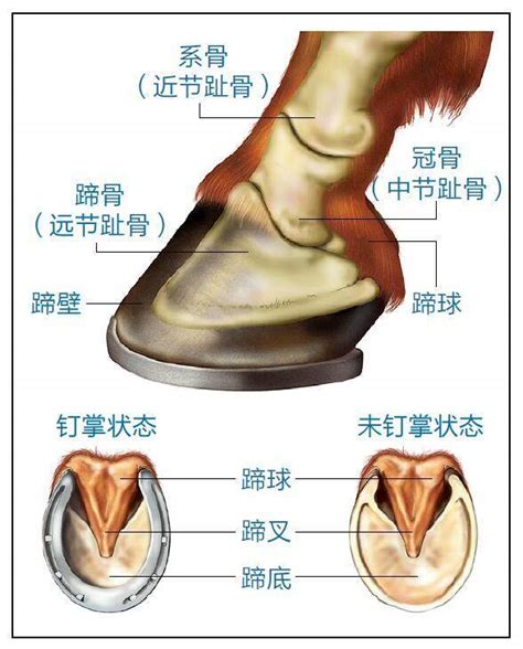 馬蹄寓意|马蹄